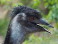 Emu Royalty Free Stock Photo