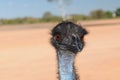 Emu close up with large brown eyes and pink desert sands in the background Royalty Free Stock Photo