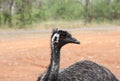 Emu a flightless bird, Australia Royalty Free Stock Photo