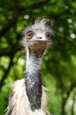 Emu Close Up Portrait Bird Vertical Royalty Free Stock Photo