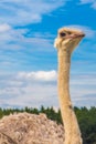 Emu Royalty Free Stock Photo