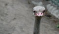 Emu looking towards camera Royalty Free Stock Photo