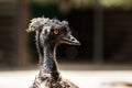 Emu