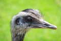 Emu Royalty Free Stock Photo