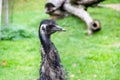 An Emu, Dromaiidae, Dromaius, from the family and genus of flightless ratites from Australia