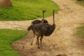 Emu Dromaius novaehollandiae adult at a farm on Kangaroo Island, South Australia