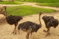 Emu Dromaius novaehollandiae adult at a farm on Kangaroo Island, South Australia