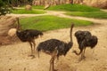 Emu Dromaius novaehollandiae adult at a farm on Kangaroo Island, South Australia