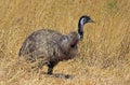 Emu, dromaius novaehollandiae, Adult standing in Dry Grass, Australia