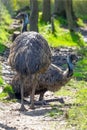 The Emu Dromaius novaehollandiae, Australian largest native bird,relative of ostrich.