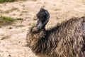 The Emu Dromaius novaehollandiae, Australian largest native bird,relative of ostrich.