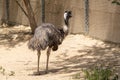 An Emu Dromaius novaehollandiae the Australian outback bird Royalty Free Stock Photo