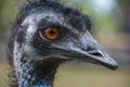 Emu Dromaius novaehollandiae casuariidae portrait
