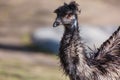 Emu Dromaius novaehollandiae close up portrait. Wildlife animal bird from Australia