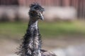 Emu Dromaius novaehollandiae close up portrait. Wildlife animal bird from Australia