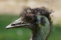 Emu Dromaius novaehollandiae