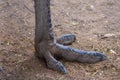 An Emu Dromaius novaehollandiae foot in the sand close up view