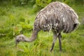 Emu. Dromaius novaehollandiae