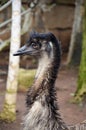 Emu Dromaius novaehollandiae head and neck isolated close-up in the Jungle Park, Tenerife, Canary Islands, Spain Royalty Free Stock Photo