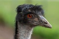 Emu (dromaius novaehollandiae