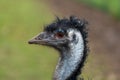 Emu (dromaius novaehollandiae