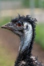 Emu (dromaius novaehollandiae