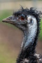 Emu (dromaius novaehollandiae