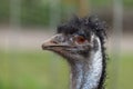 Emu (dromaius novaehollandiae