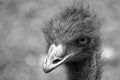 Emu Dromaius novaehollandiae head and upper neck portrait in BW Royalty Free Stock Photo