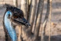 The Emu Dromaius novaehollandiae, large bird, cultural icon of Australia, relative of ostrich.Head detail. Royalty Free Stock Photo