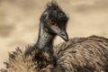 The Emu Dromaius novaehollandiae, Australian  largest native bird,relative of ostrich. Australian endemic bird. Royalty Free Stock Photo