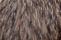 Emu Dromaius novaehollandiae. Plumage texture