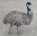 Emu (Dromaius novaehollandiae)