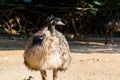 The emu Dromaius novaehollandiae, the second-largest living bird by height, after its ratite relative, the ostrich