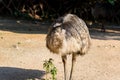 The emu Dromaius novaehollandiae, the second-largest living bird by height, after its ratite relative, the ostrich