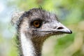 The emu Dromaius novaehollandiae is the second-largest living bird by height, after its ratite relative, the ostrich