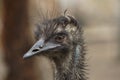 Emu Dromaius novaehollandiae