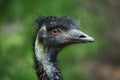 Emu (Dromaius novaehollandiae)