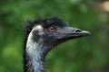 Emu (Dromaius novaehollandiae)