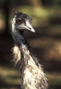 Emu, Dromaius novaehollandie