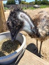 Emu Eating Royalty Free Stock Photo