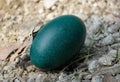 Emu egg Royalty Free Stock Photo