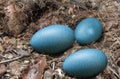 Three emu eggs on the dry ground Royalty Free Stock Photo