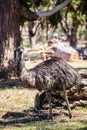 Emu Royalty Free Stock Photo