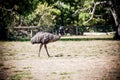 Emu Royalty Free Stock Photo