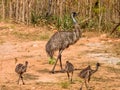 Emu Chicks in Queensland Australia Royalty Free Stock Photo
