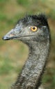 Emu face Royalty Free Stock Photo