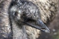 Emu Face Closeup Royalty Free Stock Photo