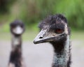 Emu Face In A Farm