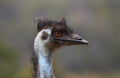 Emu face profile with copy space Royalty Free Stock Photo
